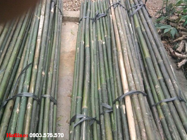 mua-ban-can-tre-que-tre